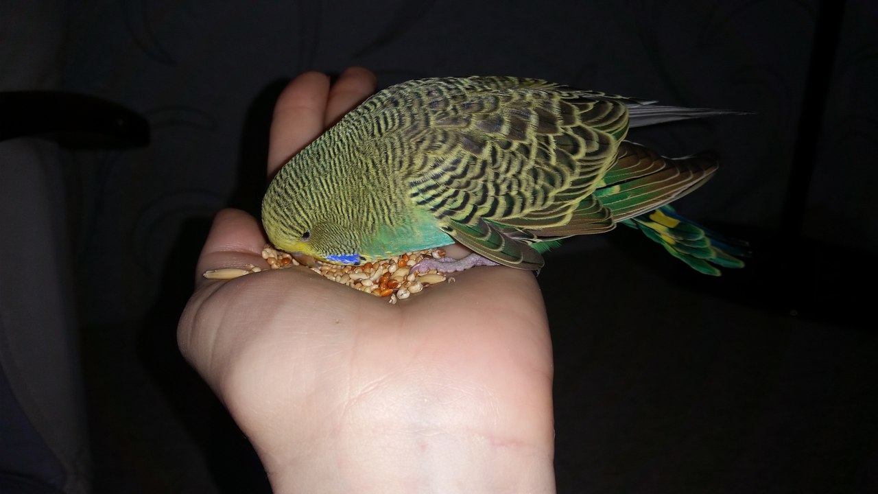 попугай ест с руки